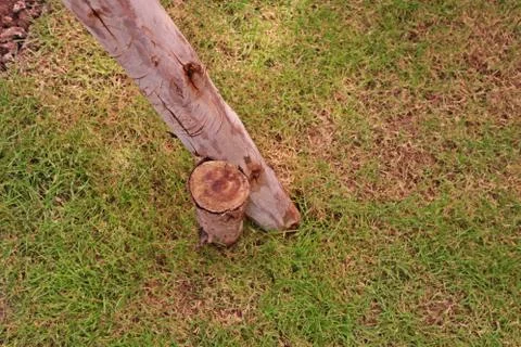 Tree prop to support big tree from wind Stock Photos