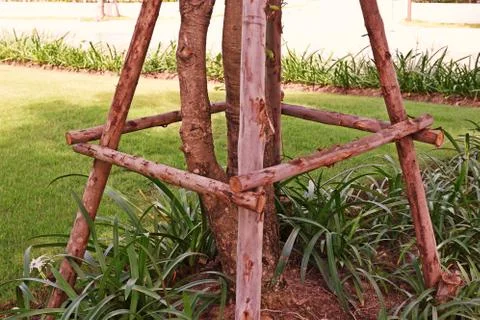 Tree prop to support big tree from wind Stock Photos