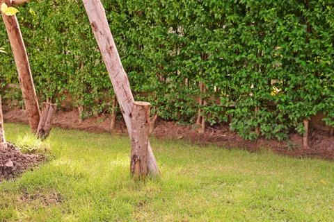 Tree prop to support big tree from wind Stock Photos
