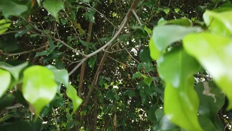 Tree Prospective In And Out Stock Footage 245256445