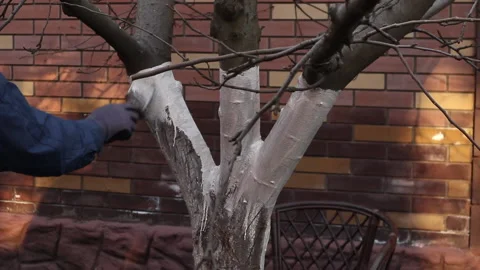 Tree protection from pests and insects. Whitewashed wood. Stock Footage 172258202