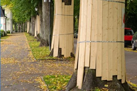 Tree protection Stock Photos