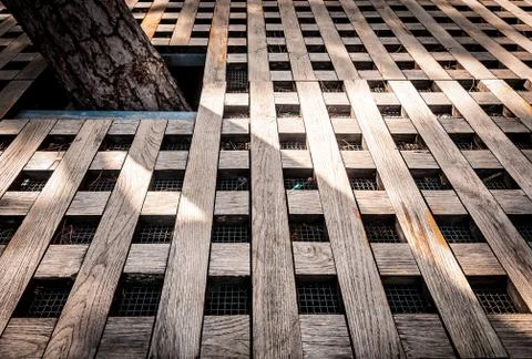 Tree in the protective fence. Stock Photos