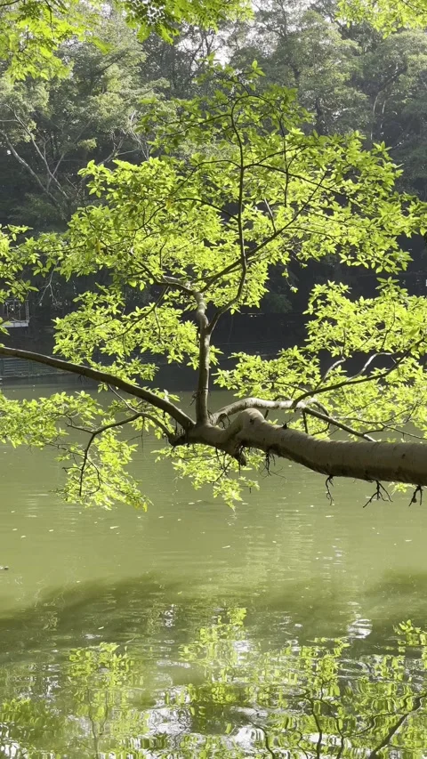 The tree protrudes on the edge of the lake Stock Footage 301877549