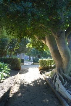 A tree providing Shade on a Path Stockfoto's