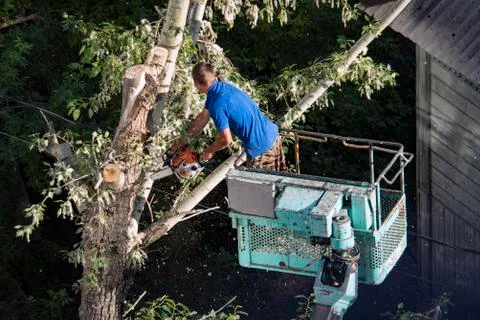 Tree pruning and sawing by a man with a chainsaw, standing on a platform of a Stock Photos