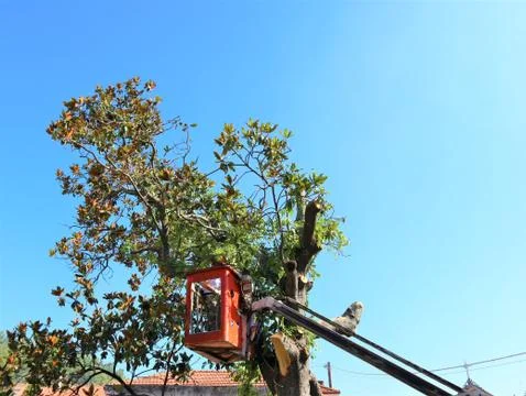 Tree pruning and sawing by a man with a chainsaw Stock Photos