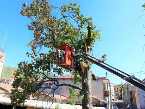 Tree pruning and sawing by a man with a chainsaw 스톡 사진