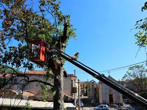 Tree pruning and sawing by a man with a chainsaw, Stock Photos