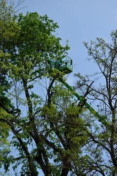 Tree pruning with a chainsaw using a mechanical lift platform at high altitud Foto stock