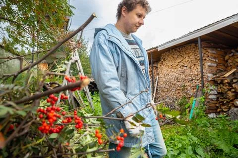 Tree pruning. Farmer harvesting rowan berries in garden. Man working on farm Stockfoto's