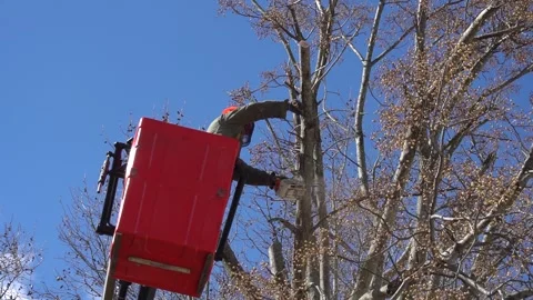 Tree Pruning Stock Footage 246074291