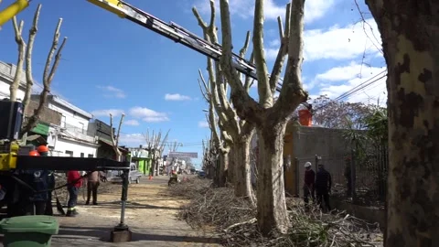 Tree Pruning Vídeos de archivo 246074318