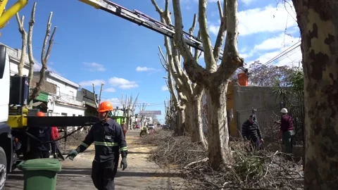 Tree Pruning Stock Footage 246074357