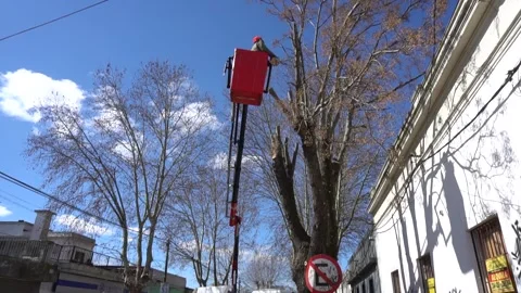 Tree Pruning Stock Footage 246074373