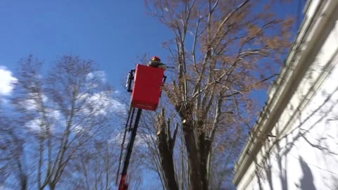 Tree Pruning Stock Footage 246074445