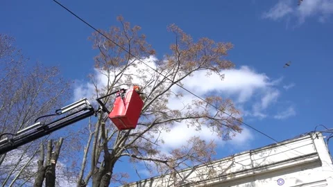 Tree Pruning Stock Footage 246074472