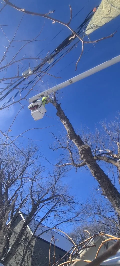 Tree pruning. Stock Footage 302309687