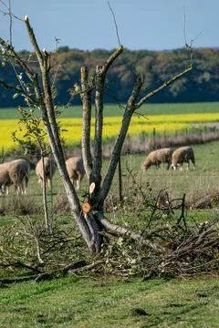 Tree pruning for maintenance and a better harvest the following year 스톡 사진