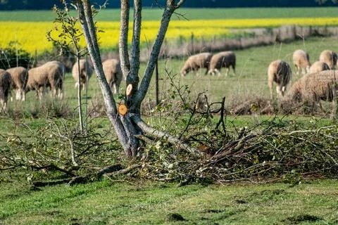 Tree pruning for maintenance and a better harvest the following year Stockfoto's