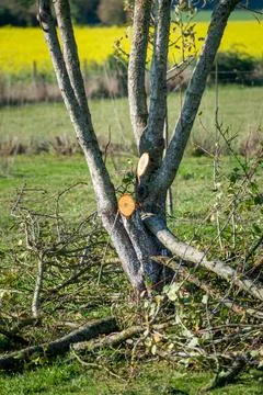 Tree pruning for maintenance and a better harvest the following year Stock Photos