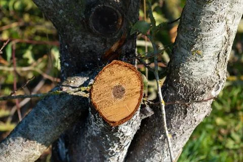 Tree pruning for maintenance and a better harvest the following year 스톡 사진