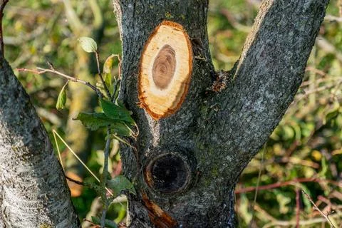 Tree pruning for maintenance and a better harvest the following year Stockfoto's
