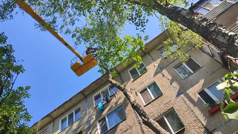 Tree pruning Municipal workers basket construction crane trimming the branches Stock Footage 298235523