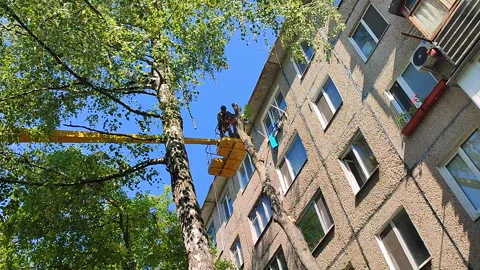 Tree pruning Municipal workers basket construction crane trimming the branches Stock Footage 298236703