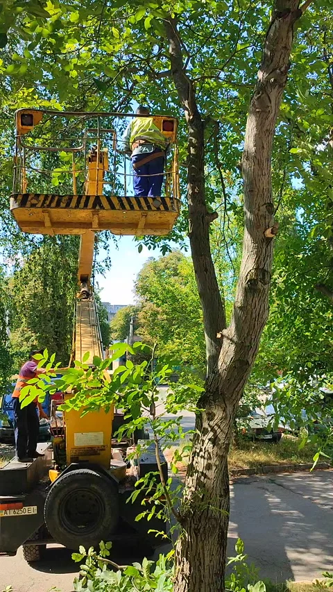 Tree pruning Municipal workers basket construction trimming branches Vertical Stock Footage 298240327