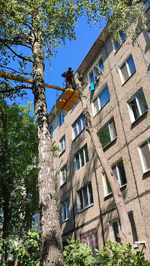 Tree pruning Municipal workers basket construction trimming branches Vertical Stock Footage 298240957