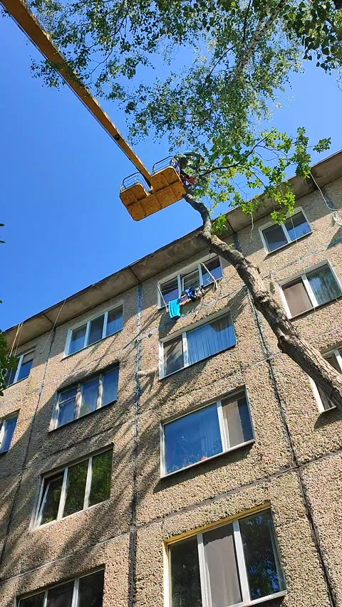 Tree pruning Municipal workers basket construction trimming branches Vertical Stock Footage 300553870