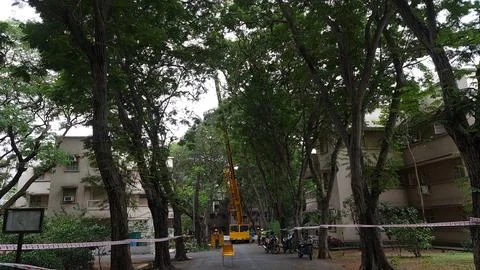Tree pruning operation using a crane among mature trees in a residential ho.. Stock Photos