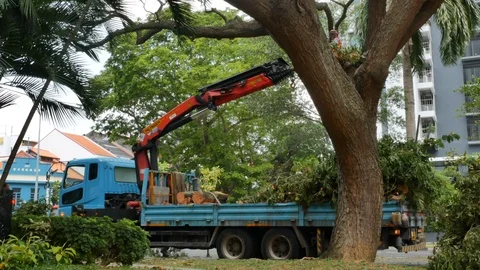 Tree pruning in Singapore Stock Footage 111126986