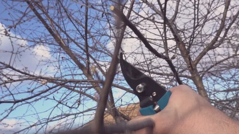 Tree pruning tool care trees. Stock Footage 105566451