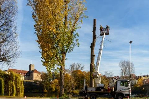 Tree pruning work in Lauffen am Neckar Germany on November 5 2025 Stock Photos