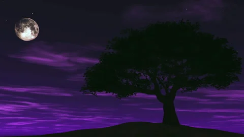 Tree pruple sky Stock Footage 205386187