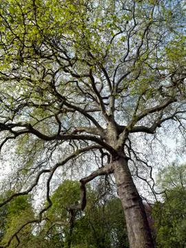 Tree in a public garden Stock Photos