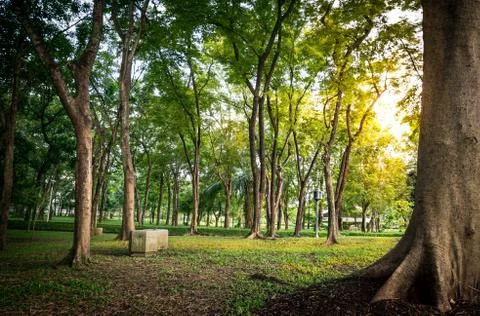 Tree in public park Stock Photos