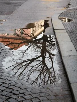 Tree in the Puddle Stock Photos