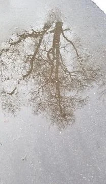 Tree / Puddle reflections Foto stock