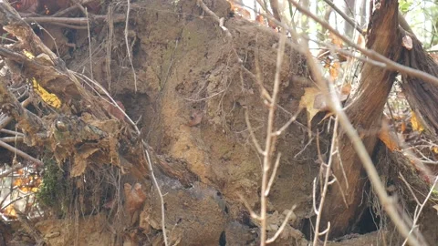 Tree pulled out of the ground during fall 스톡 동영상 141764914