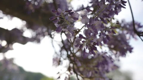A tree with purple flowers is in the foreground Stock Footage 301794376