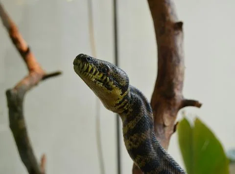 Tree python on a branch are looking at me Photos