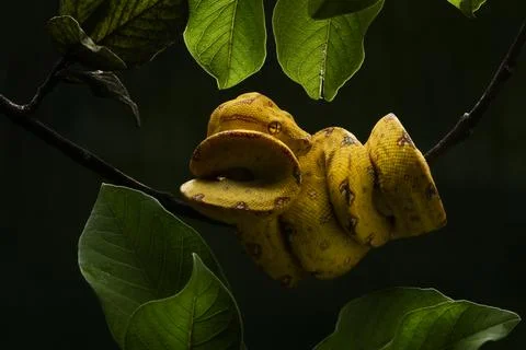 Tree python on a branch, Indonesia 스톡 사진