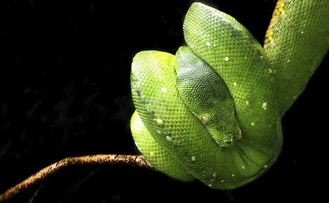 Tree python hanging on the branch Foto stock