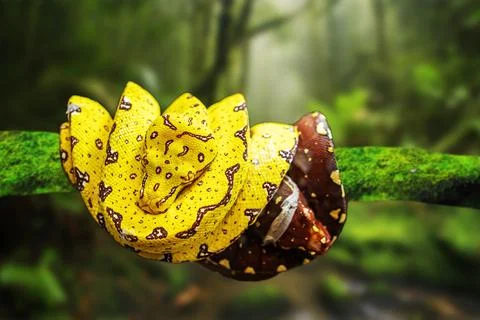 Tree python Foto stock