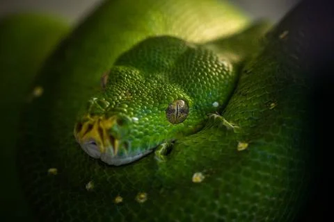Tree python resting among the branches, incredible wildlife Stock Photos
