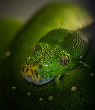 Tree python resting among the branches, incredible wildlife Foto stock