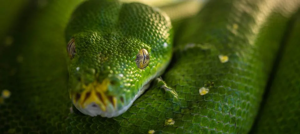 Tree python resting among the branches, incredible wildlife Foto stock